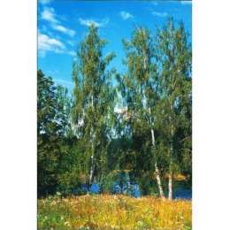 Фотообои (бумажные) Березки (134х196) 4л