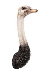 Украшение настенное Ostrich Kare